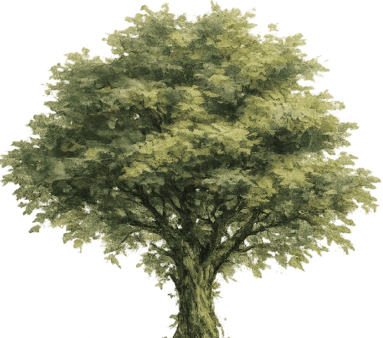 Baum